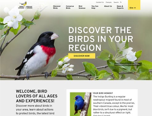 Birds nonprofit website design